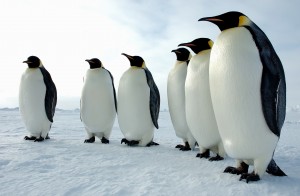 A_majestic_line_of_Emperor_penguins,_Antarctica